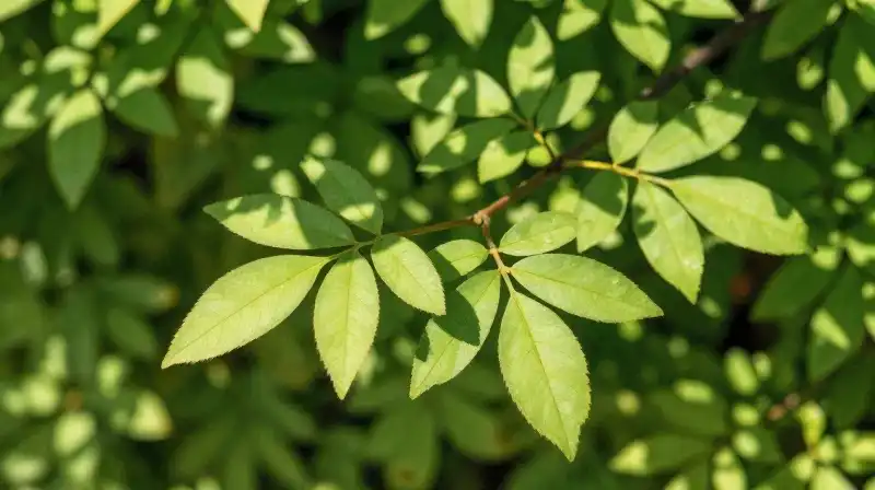 Delicate green leaves shimmer in dappled morning sunlight