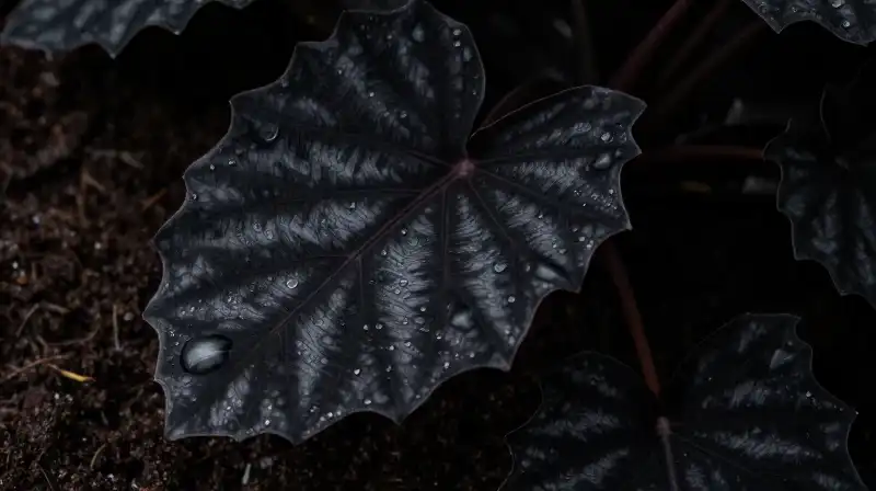 Detailed Alocasia leaves sit in rich, dark soil with droplets