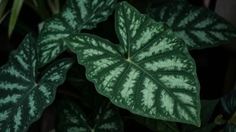 Textured Alocasia plant dramatically lit within a lush, shadowed tropical interior