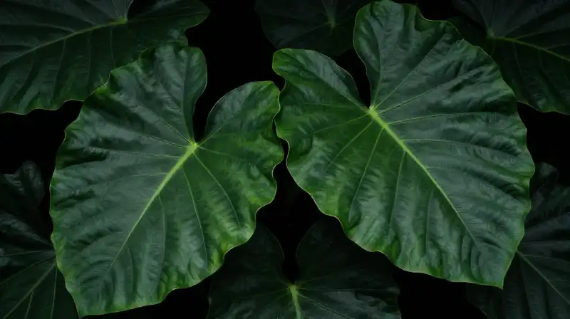 A lush green Alocasia leaf features dramatic textures and dappled light