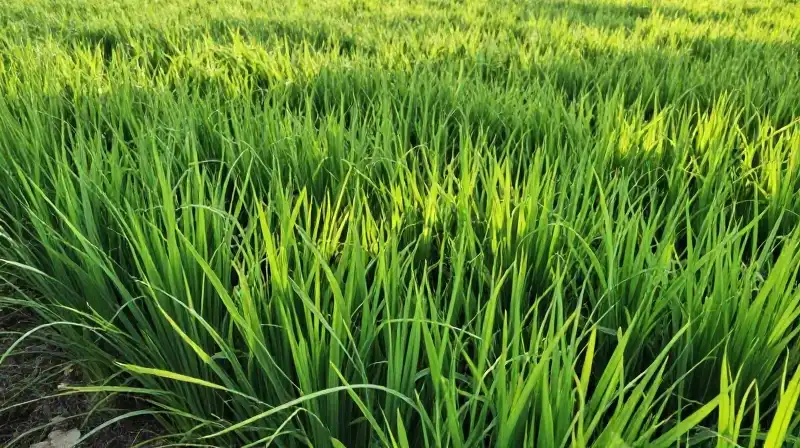 Vibrant green ryegrass fields bathed in sunlight and dappled shadows