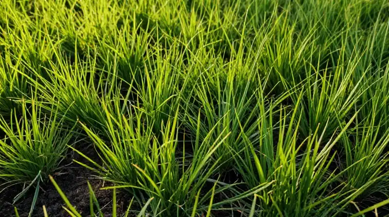 Vibrant green ryegrass blankets moist dark soil under golden hour light