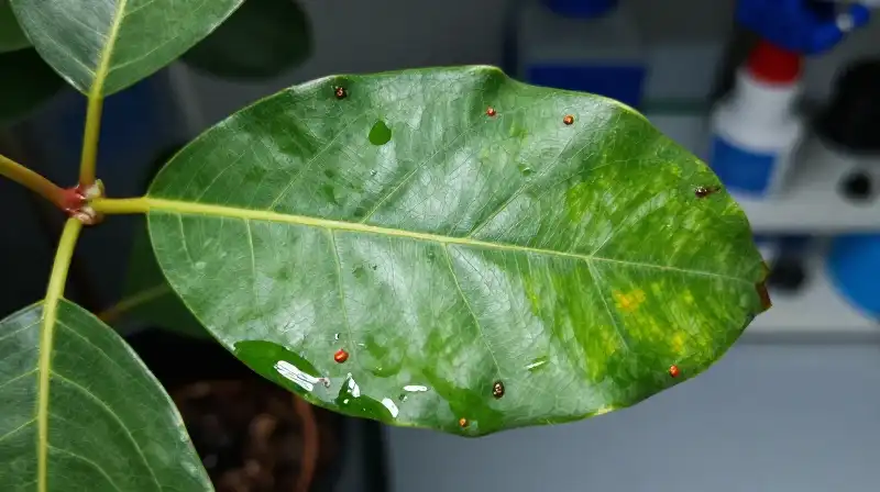 Vibrant leaf and small pests under harsh lab lighting