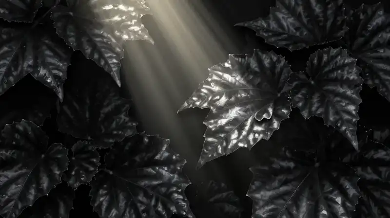 Glossy black leaves shimmer under dramatic, ethereal light in dark foliage