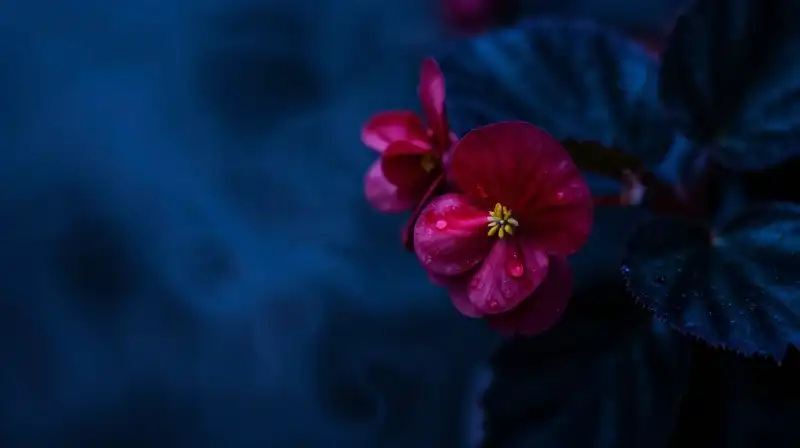 A dark begonia blooms amidst swirls of indigo mist