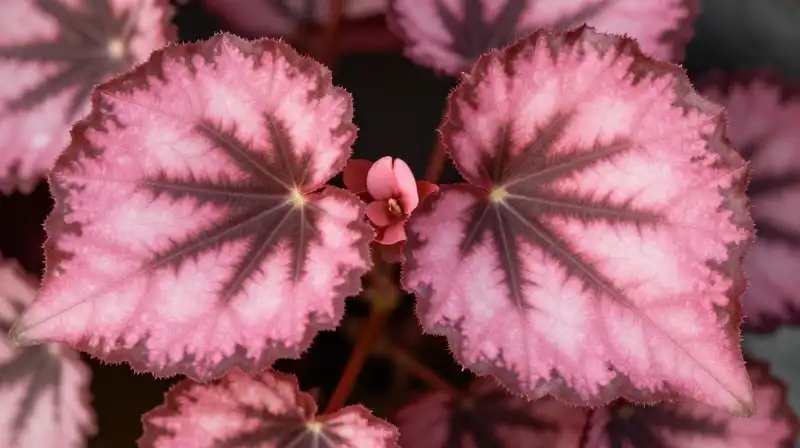Intricate pink begonia leaves glow under soft, dappled sunlight