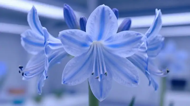Detailed bishops flower blooms under futuristic blue hydroponic light