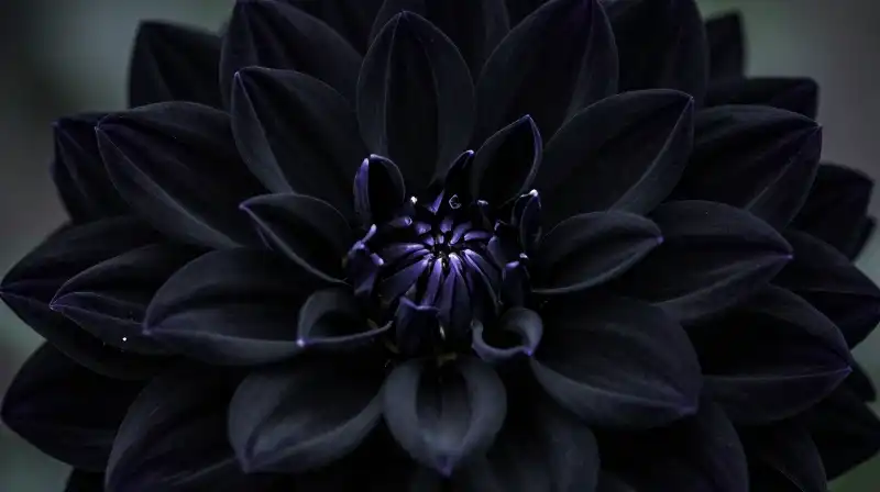 A velvety black dahlia blooms dramatically against a deep, moody background