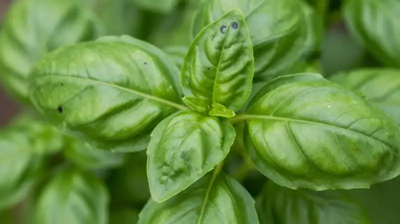 Detailed basil leaves with small black spots glow in soft daylight