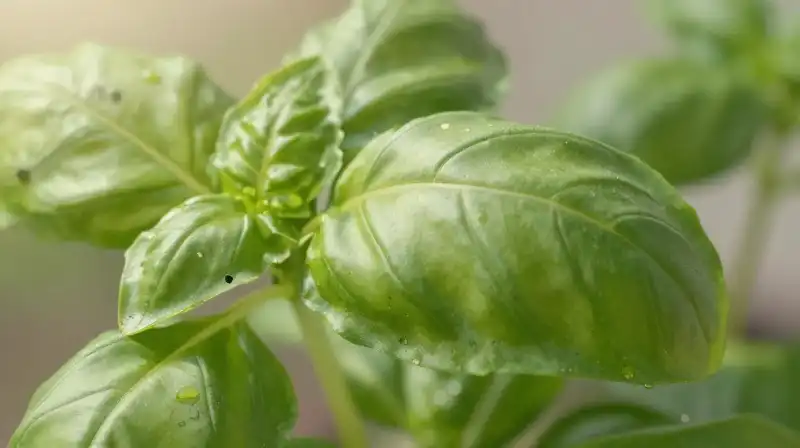 A macro basil leaf with black spots bathed in gentle morning sunlight