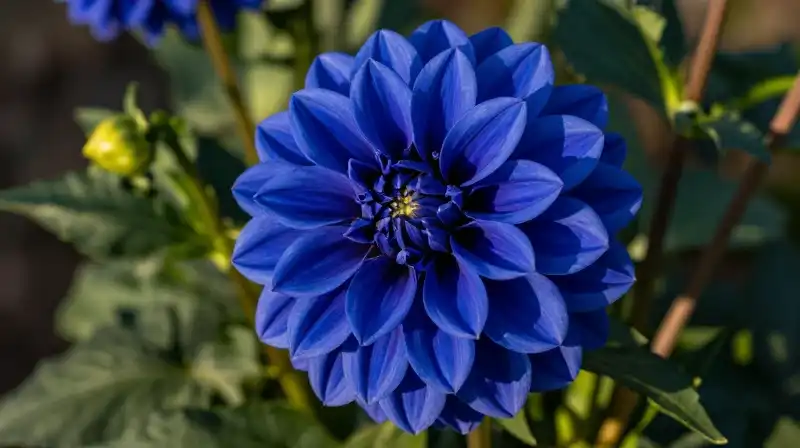 Bright azure dahlia shines dramatically among lush green foliage