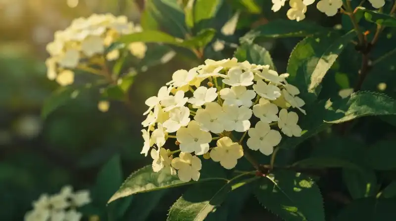 Golden sunlight illuminates lush, blooming viburnum leaves