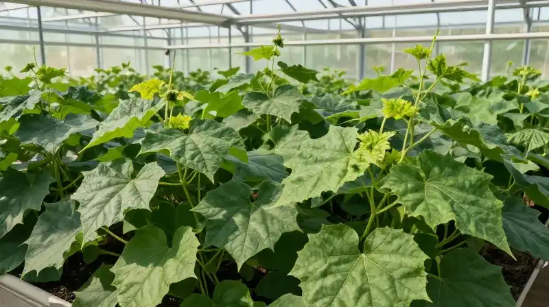 Vibrant green cucumber plants thrive in a bright, sunlit glass greenhouse