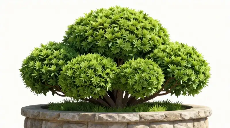 Geometrically perfect shrub rests on a stone pedestal