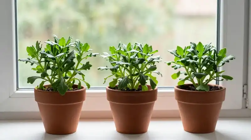 Green calendula seedlings thrive in sunlit terracotta pots on a window sill
