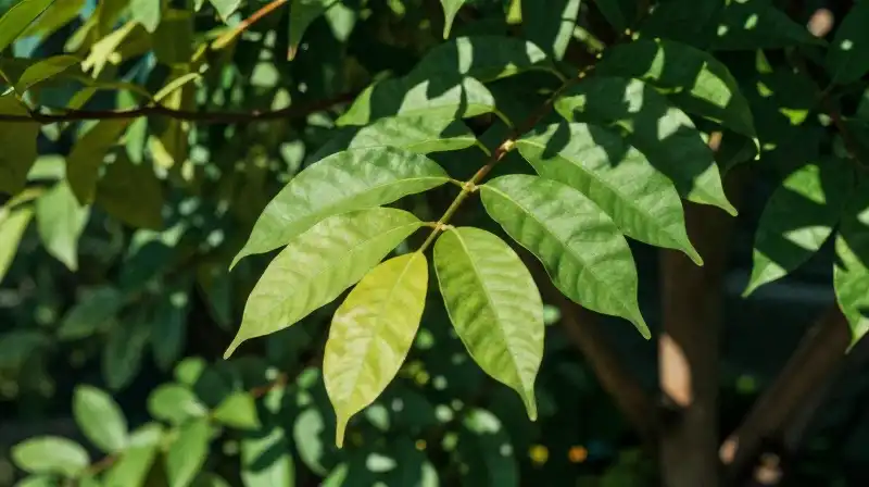 Vibrant cinnamon foliage glows under dappled sunlight in a lush garden