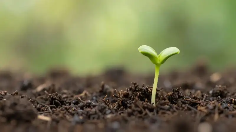 Tiny green sprouts emerge from damp soil beneath filtering sunlight