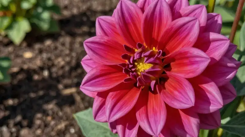 A vibrant dahlia blooms brightly against a rich garden soil and soft background