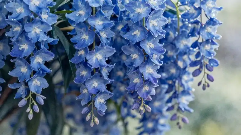 Vibrant blue cascade blooms softly with sparkling morning dew