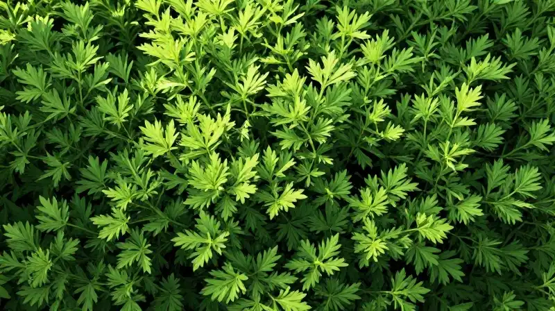 Dense emerald foliage catches brilliant, filtering sunlight