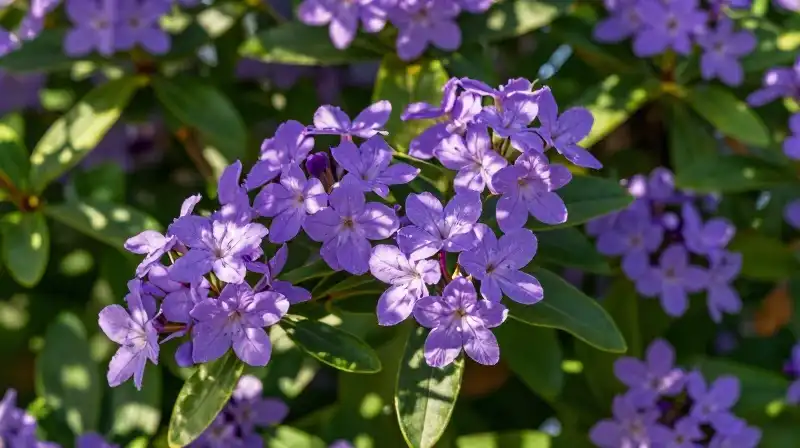 Vibrant purple shrub blossoms bathed in soft, dappled morning light
