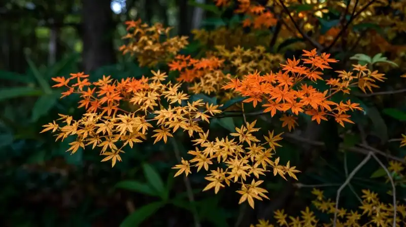 Vibrant orange Fothergilla clusters bloom in a lush, dappled woodland