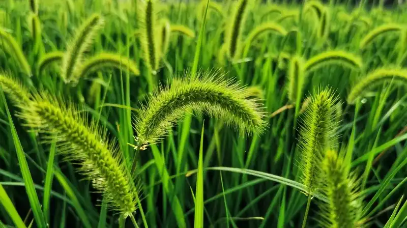 Vibrant green foxtail weed shines brightly under intense sunlight