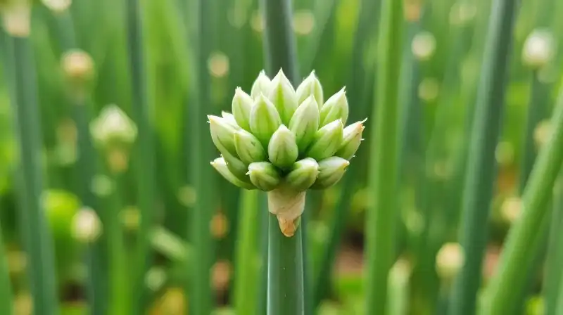 Detailed garlic blooms adorn green onions in a lush, sunny field