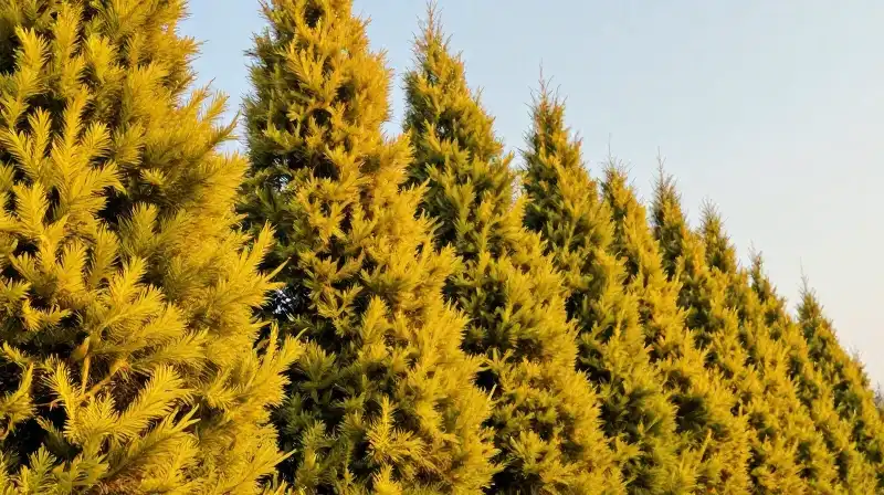 A golden cypress stands dramatically in a beautiful, softly glowing spring landscape