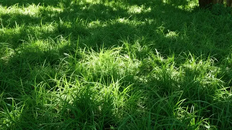 A hyperdetailed green lawn bathed in dappled sunlight