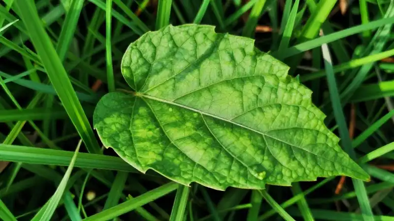 A detailed, vibrant green leaf sits in lush shaded grass