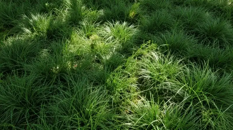 Lush, detailed green mossy carpet bathed in soft filtered sunlight