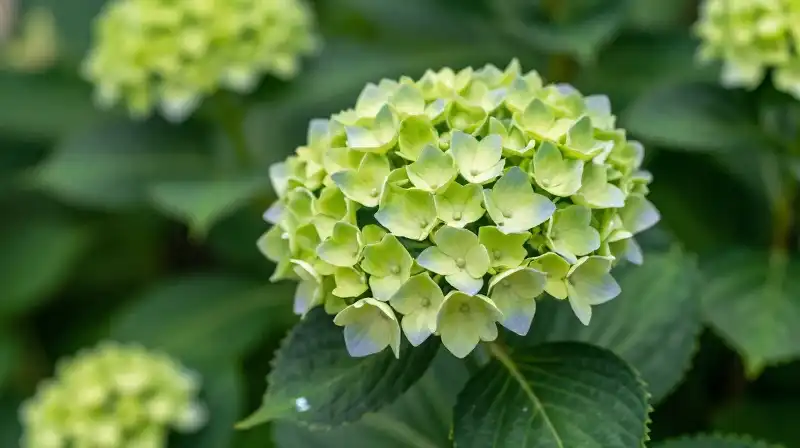 Vibrant green hydrangeas bloom in a lush, softly lit garden