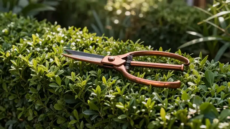 Vintage copper shears rest against a lush, glowing boxwood hedge
