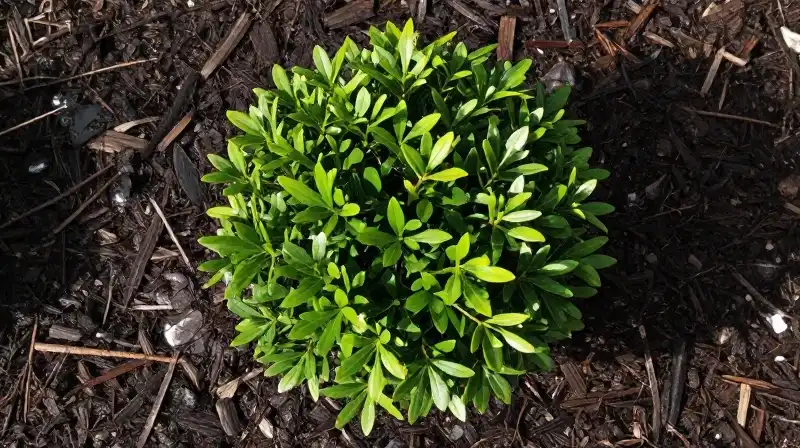 Soft morning light illuminates green boxwood nestled in dark, damp mulch