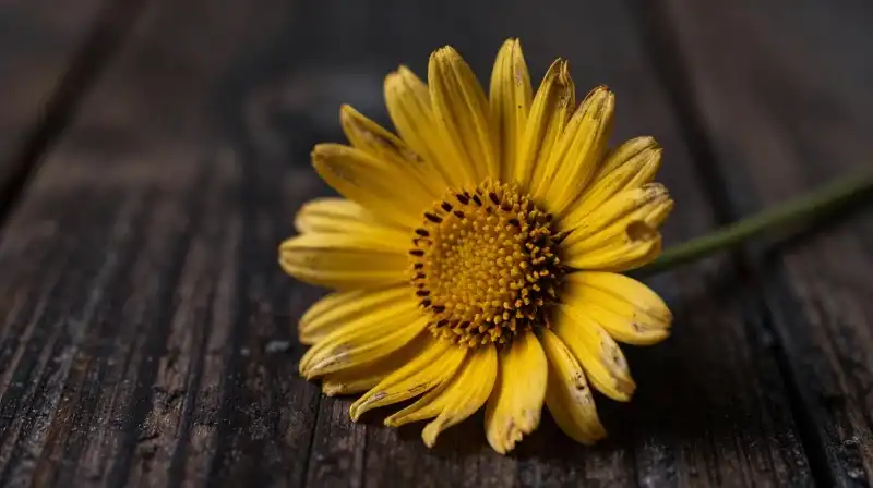 Golden dried flowers sit dramatically on a dark rustic wooden surface