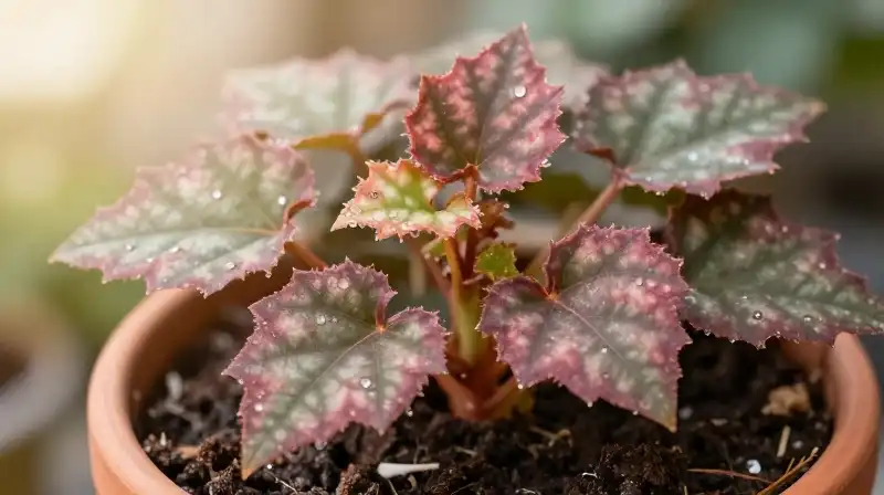 Caramel-toned Heuchera thrives in wet earth under gentle morning sun