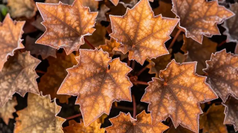 Vibrant caramel Heuchera leaves glow under the morning sun, dusted with frost