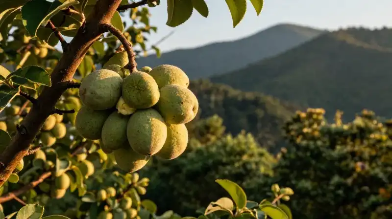 A detailed mountain rose apple tree in a golden hour forest