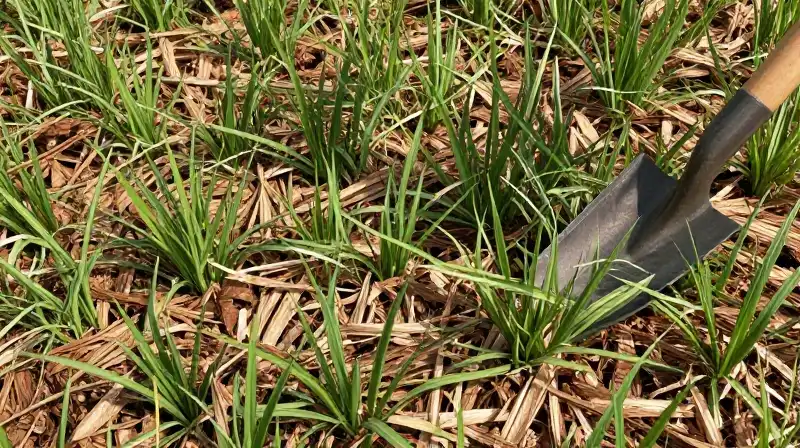 Thick brown paper covers dense green grass under bright sunlight