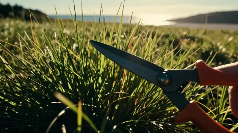 Sharp shears slice through dense, sun-kissed coastal Bermuda grass