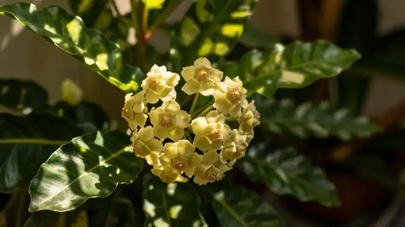 Warm sunlight illuminates waxy Hoya leaves in a lush tropical setting