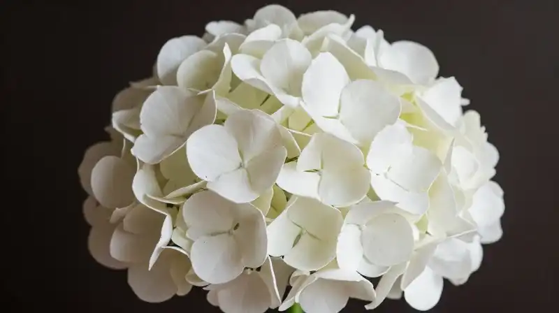 Elegant silk hydrangea and peony bouquet glows in a bright studio