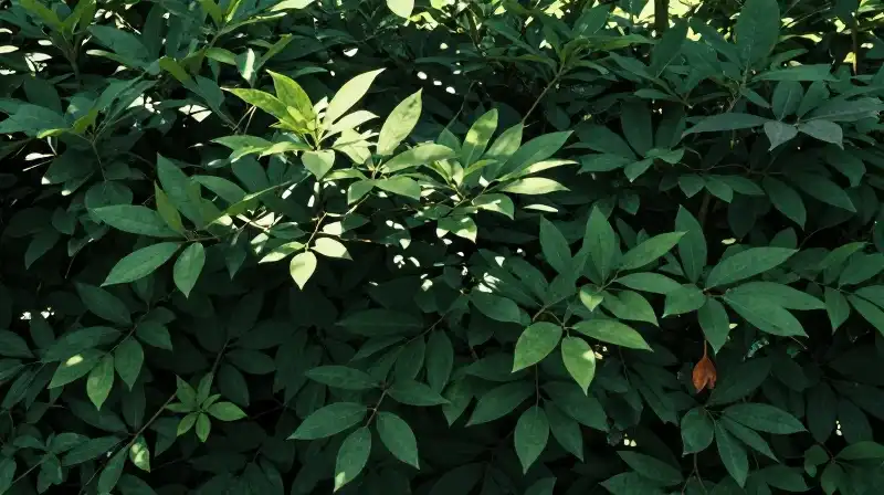 A lush green inkberry shrub glows with dappled sunlight in a dense garden