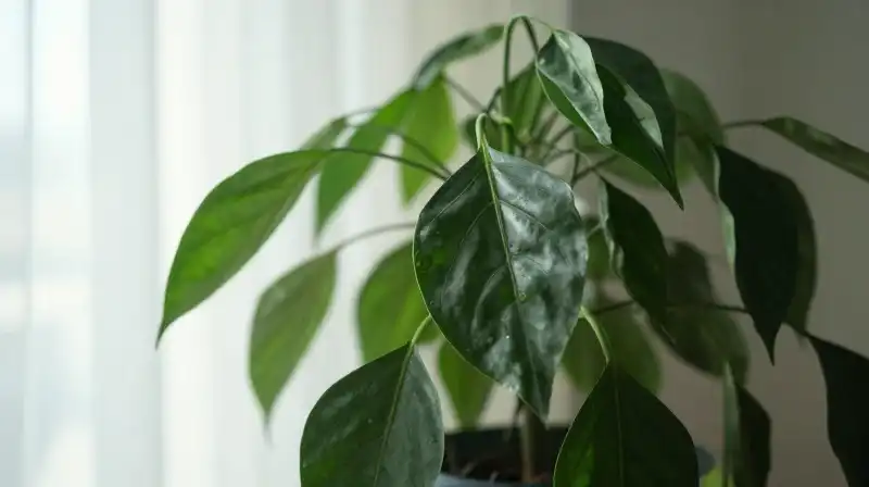 Lush pepper plants thrive in a brightly lit, airy indoor setting