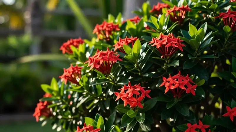 A vibrant, sun-drenched Ixora shrub thrives in a lush tropical garden