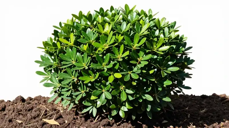 Vibrant emerald boxwood foliage shines over rich, moist soil