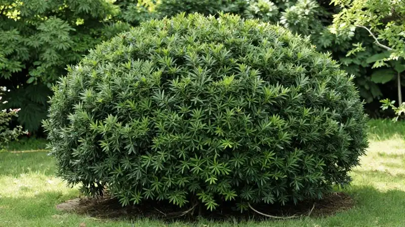 A meticulously shaped Japanese holly bush stands in a vibrant, sun-dappled garden