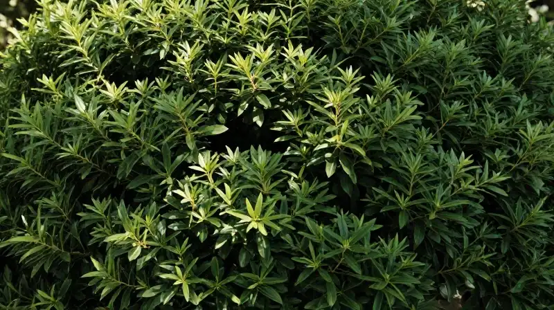 Sun filters through dense holly amidst formal, manicured Japanese garden greenery