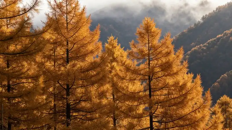 Golden larch branches glow dramatically in a misty mountain grove